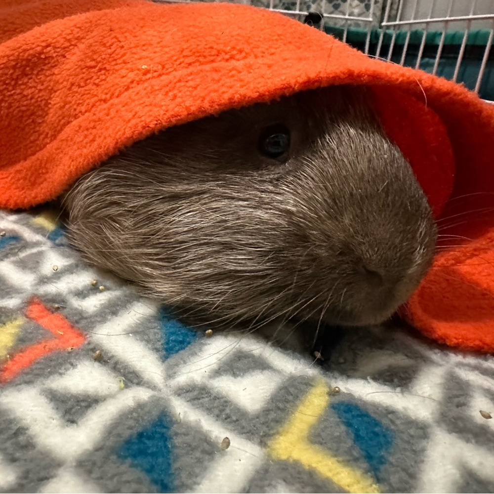 THANK YOU!! Percy loves his blankie and bowl!